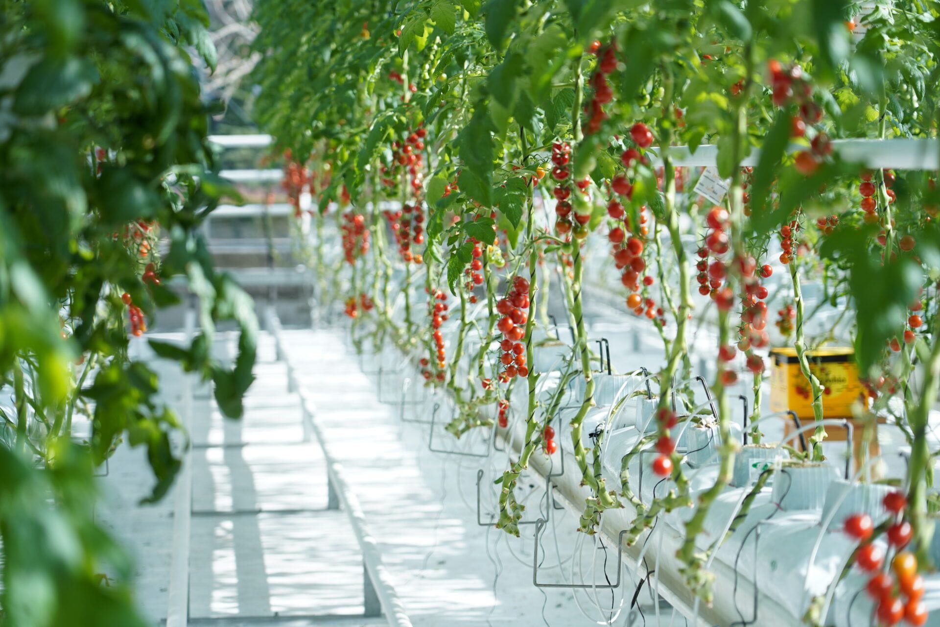 Climate Control Challenges for Canadian Greenhouses (And How to Solve Them) Climate Control Challenges for Canadian Greenhouses (And How to Solve Them)